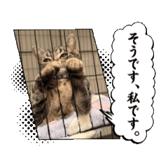 [LINEスタンプ] 王様みるくの動くスタンプ