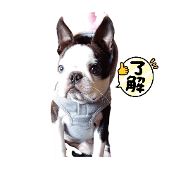 [LINEスタンプ] 毎日イギーくん①
