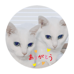 [LINEスタンプ] しろねことその姉妹
