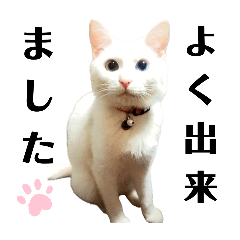 [LINEスタンプ] しまゆきコロン日和
