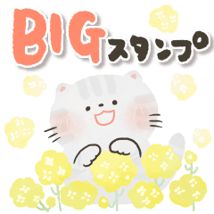 [LINEスタンプ] 【BIG】にっこり猫の毎日つかえるスタンプ