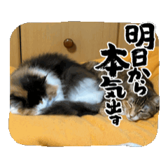 [LINEスタンプ] ねこ⭐︎日々