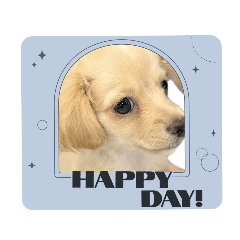 [LINEスタンプ] HAPPY .dog