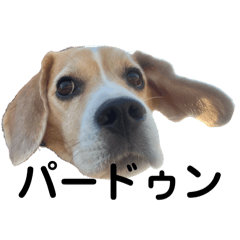 [LINEスタンプ] ビーグル！！！！ビーグルビーグルビーグル