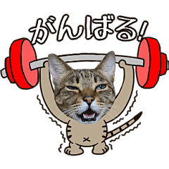 [LINEスタンプ] 動く猫のすたんぷ。。。