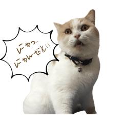 [LINEスタンプ] 愛猫ラテのお告げ
