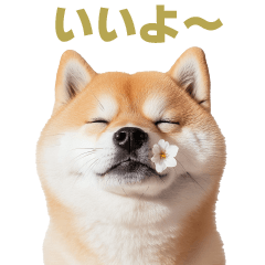 [LINEスタンプ] 毎日使える実写しば犬【連絡・かわいい】