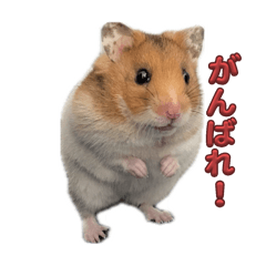 [LINEスタンプ] ゴルハムきんりん2