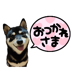 [LINEスタンプ] 黒柴の陸