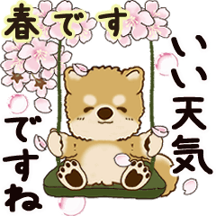 [LINEスタンプ] 動く柴犬 2025 「春」