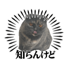 [LINEスタンプ] ブリティッシュぶーちゃん①