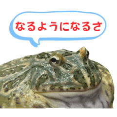 [LINEスタンプ] のんびりなツノガエル