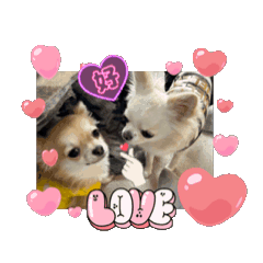 [LINEスタンプ] チワワ♡全員集合♡