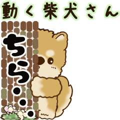 [LINEスタンプ] 2025 動く柴犬さん「よく使う言葉」