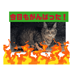 [LINEスタンプ] neconecco