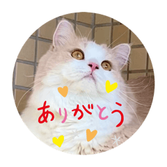 [LINEスタンプ] スコティッシュフォールドのテトの日常