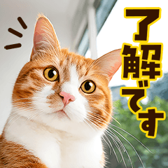 [LINEスタンプ] ねこ写真❤ポップで見やすい日常会話