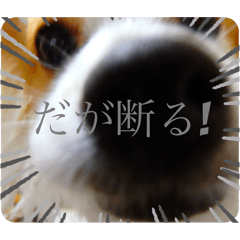 [LINEスタンプ] だが断る！イッヌ