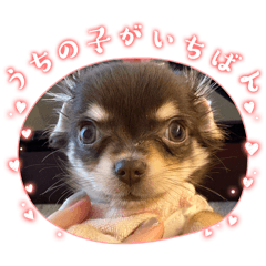 [LINEスタンプ] しょこらちゃん①