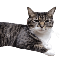 [LINEスタンプ] 我が猫を見よ！ 3