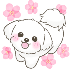 [LINEスタンプ] 【春】かわいいマルチーズちゃん