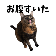 [LINEスタンプ] サビ猫みーちゃんスタンプ