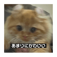 [LINEスタンプ] あまりにかわいい猫 1