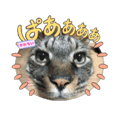 [LINEスタンプ] 甘えん坊猫まぁくん（長毛の雑種です）