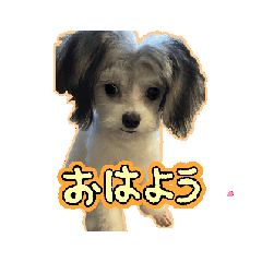 [LINEスタンプ] トメのスタンプ