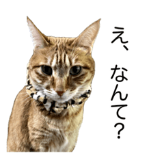 [LINEスタンプ] テンちゃんと。