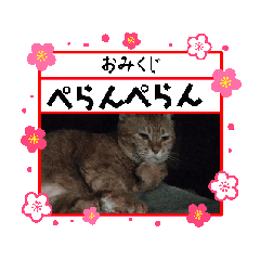 [LINEスタンプ] 動く！うちの猫ズ②