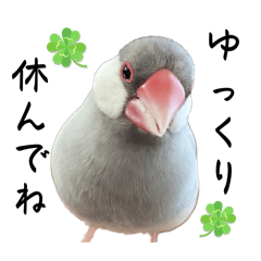 [LINEスタンプ] 文鳥のふくむぎ3