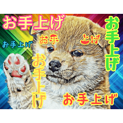 [LINEスタンプ] 言いまくる犬✌️