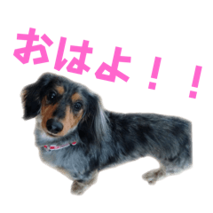 [LINEスタンプ] プリラとラニーとリリーの日常会話