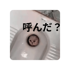 [LINEスタンプ] 社畜猫(実写)の画像（メイン）