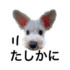 [LINEスタンプ] ホワイトミニチュアシュナウザー4