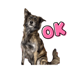 [LINEスタンプ] 琉球犬MIXのモカのLINEステッカーです。