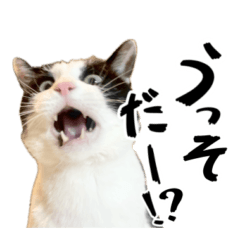 [LINEスタンプ] 猫の実写スタンプ。みつお と ふう。ⅶの画像（メイン）