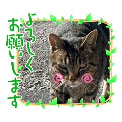 [LINEスタンプ] ワイルド過ぎるりんたろう1の画像（メイン）