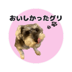 [LINEスタンプ] シュナウザーグリの日常2