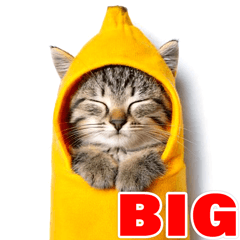 [LINEスタンプ] 【BIG】猫いっぱい☆毎日連絡スタンプ