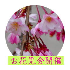 [LINEスタンプ] お花見会の誘い