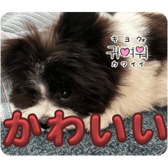 [LINEスタンプ] くるみスタンプ（ポメマル）