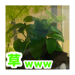 [LINEスタンプ] めだかコッピーエビ祭り