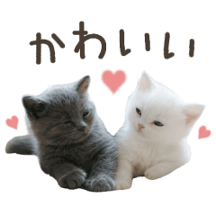 [LINEスタンプ] ニャンともカワイイ猫