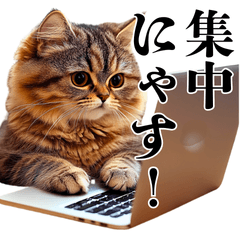 [LINEスタンプ] 本気にゃす！猫の毎日使えるお仕事スタンプ