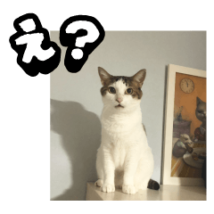 [LINEスタンプ] ラブリィ猫ちゃ〜ゆず＆しらたま〜