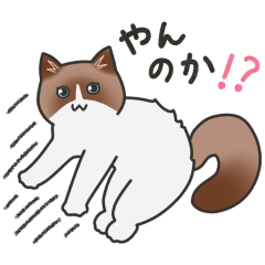 [LINEスタンプ] 40匹のねこの、みんなでやんのかステップ！？