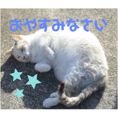 [LINEスタンプ] うちの近所の猫