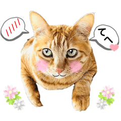 [LINEスタンプ] いろんな猫達の日常